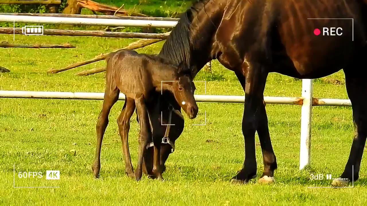 The Little Colt Begins His Journey with His mother and Tries to Discover the World of Horses