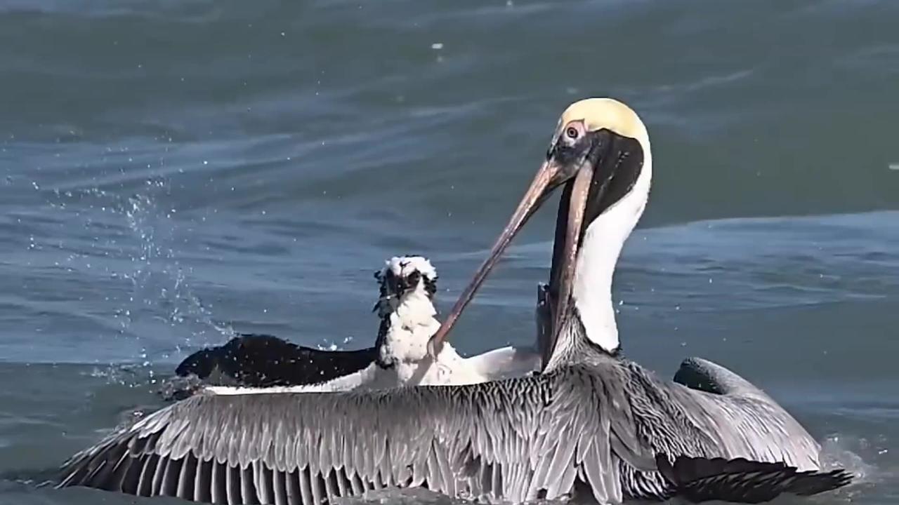 Crazy Pelican !