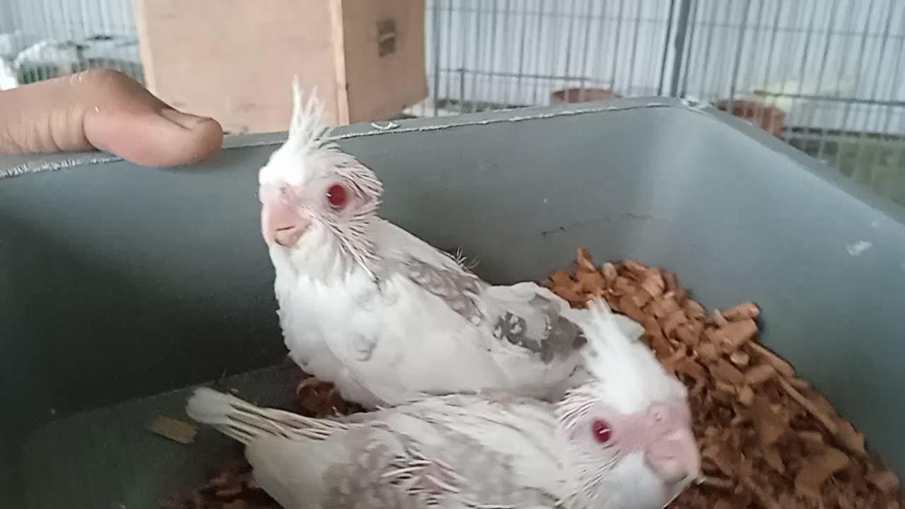 White Cockatiel Babies