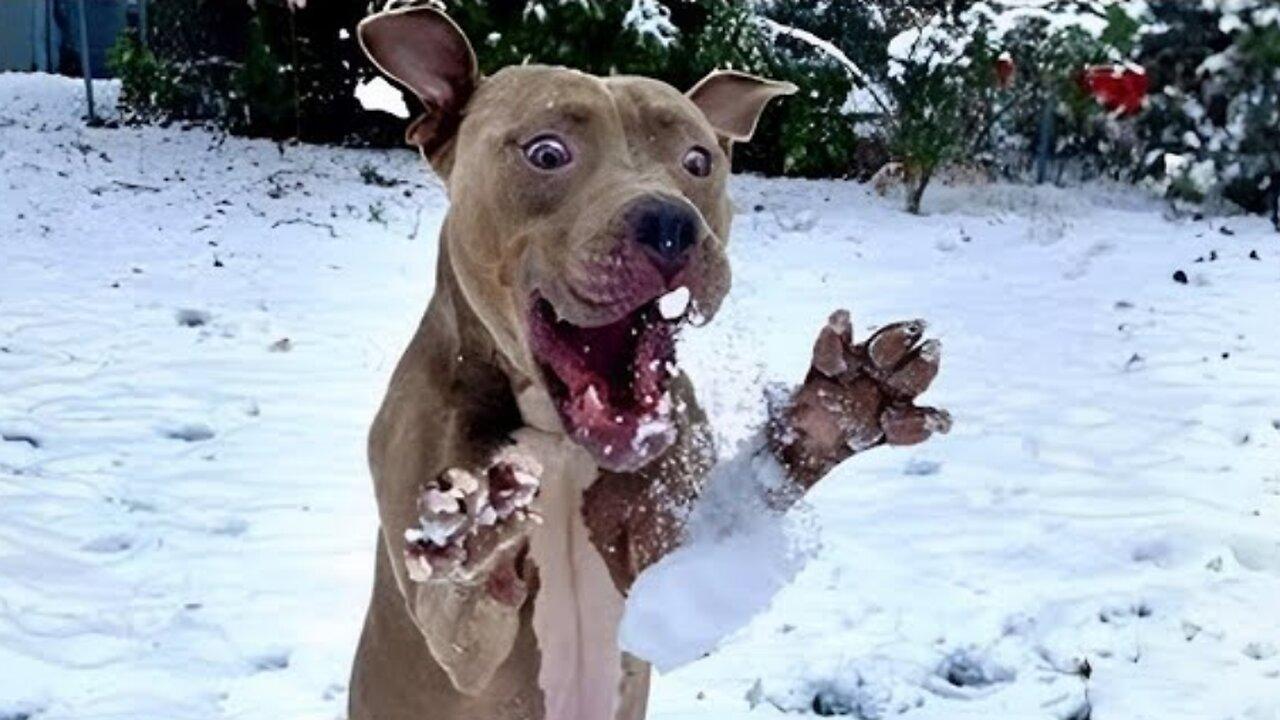 Dogs Reacting to First Snow - Try