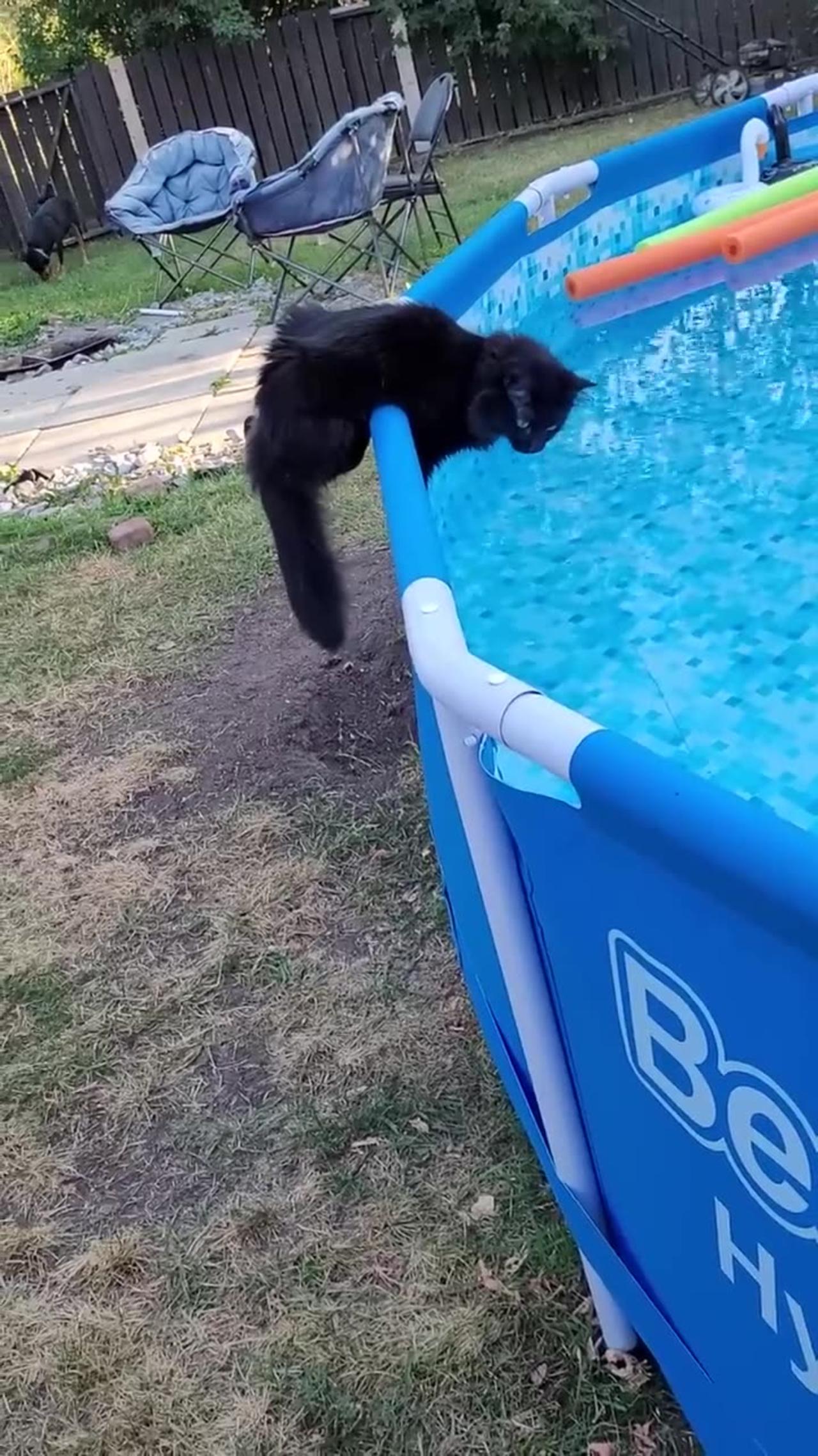 Startled Kitty Falls Into Pool | Viral 2024 #Funny #Cute