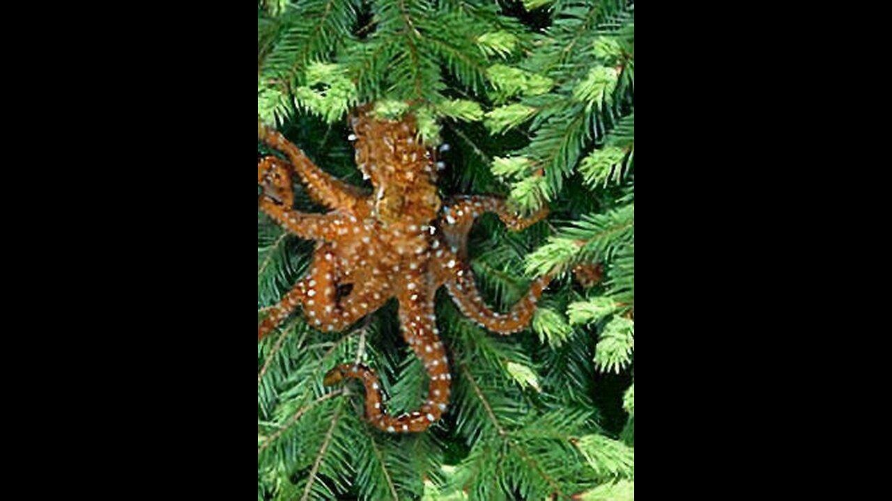 Pacific Northwest Tree Octopus
