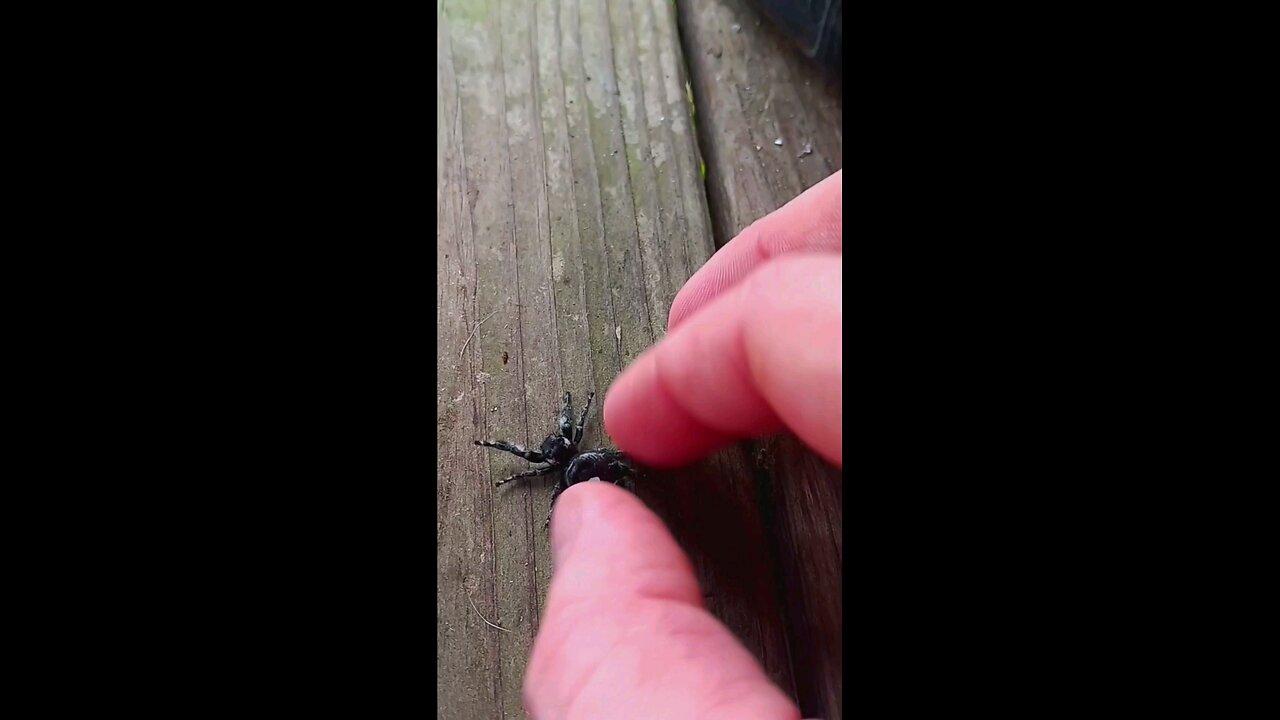 Spider rescued from a trap!