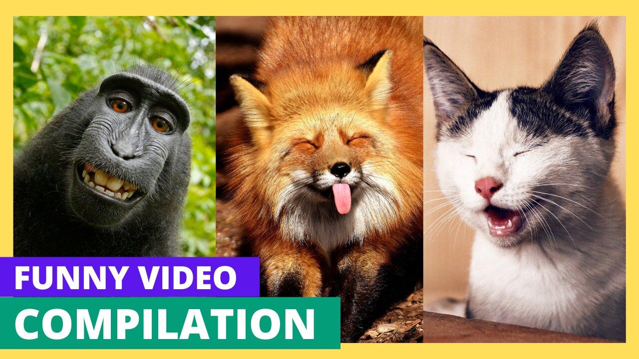 Funny Animal Videos 2024 | Hilarious Cats & Dogs Compilation | Happy Pets