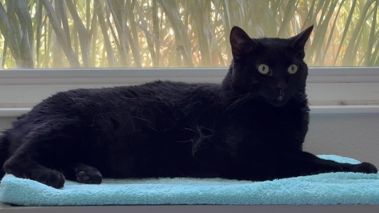 Adopting a Cat from a Shelter Vlog - Cute Precious Piper Looks Beautiful in Her Spa
