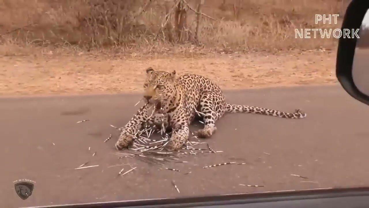 Hungry Leopard At Kruger National Park
