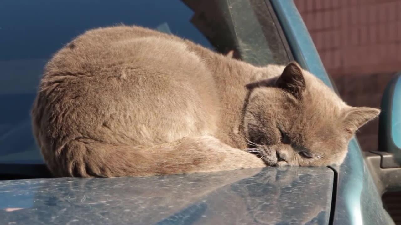 Cat Funny Video | Pet Memories | Animal Videos