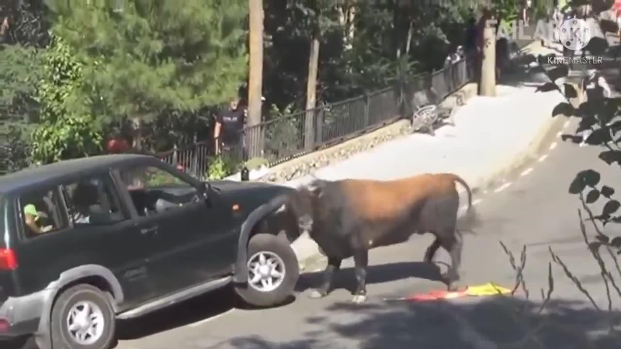 Cow vs. Car Showdown!"