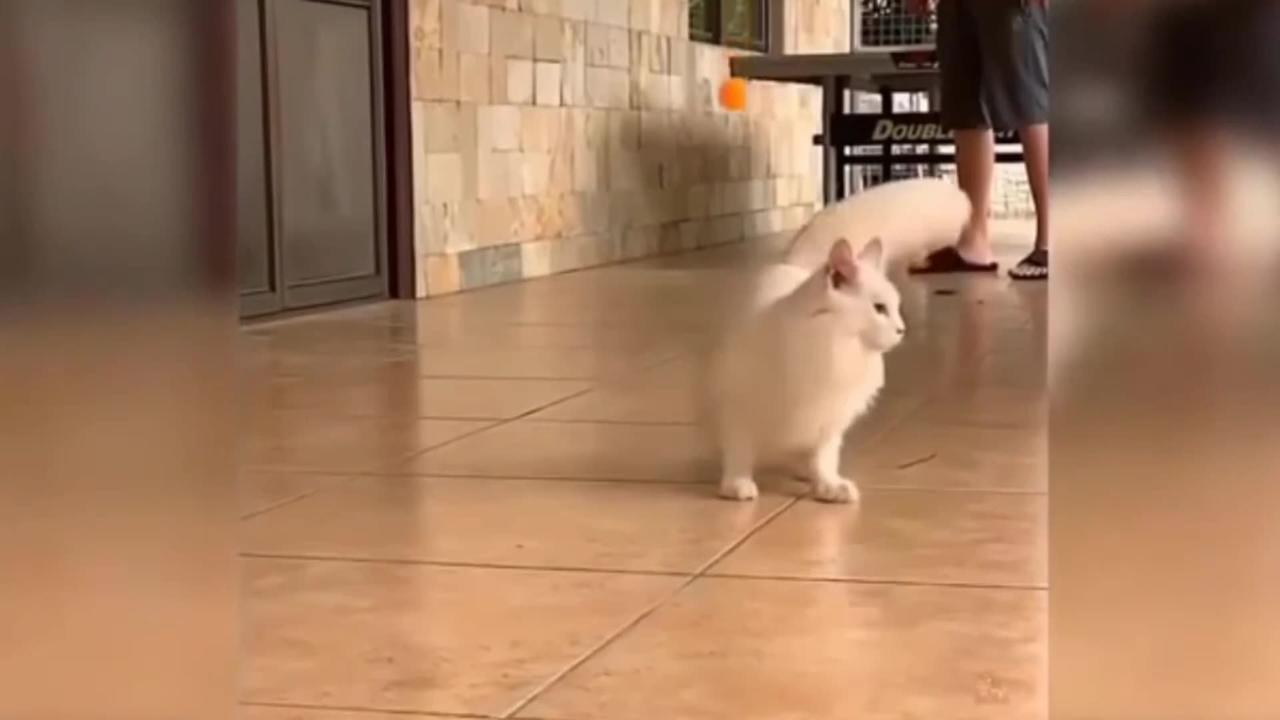 Funny cats playing with ball