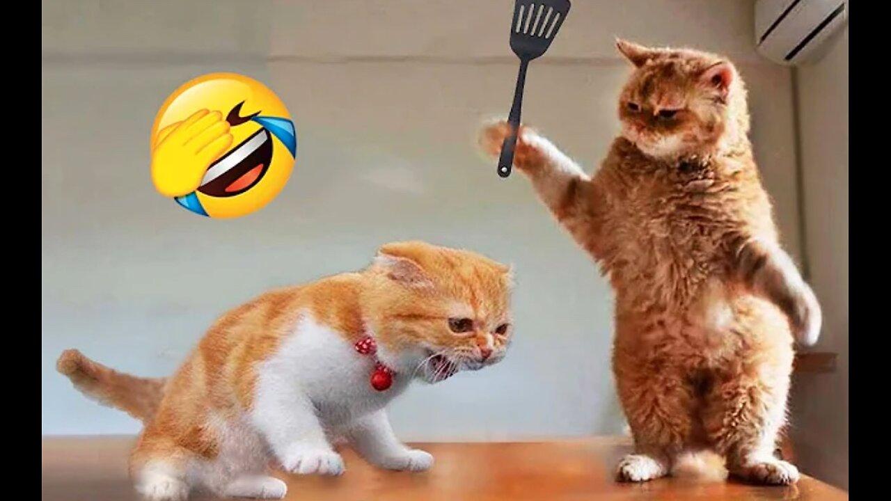 Funniest Animals 2023 😂 New Funny Cats and Dogs Videos 😻🐶 Part 1