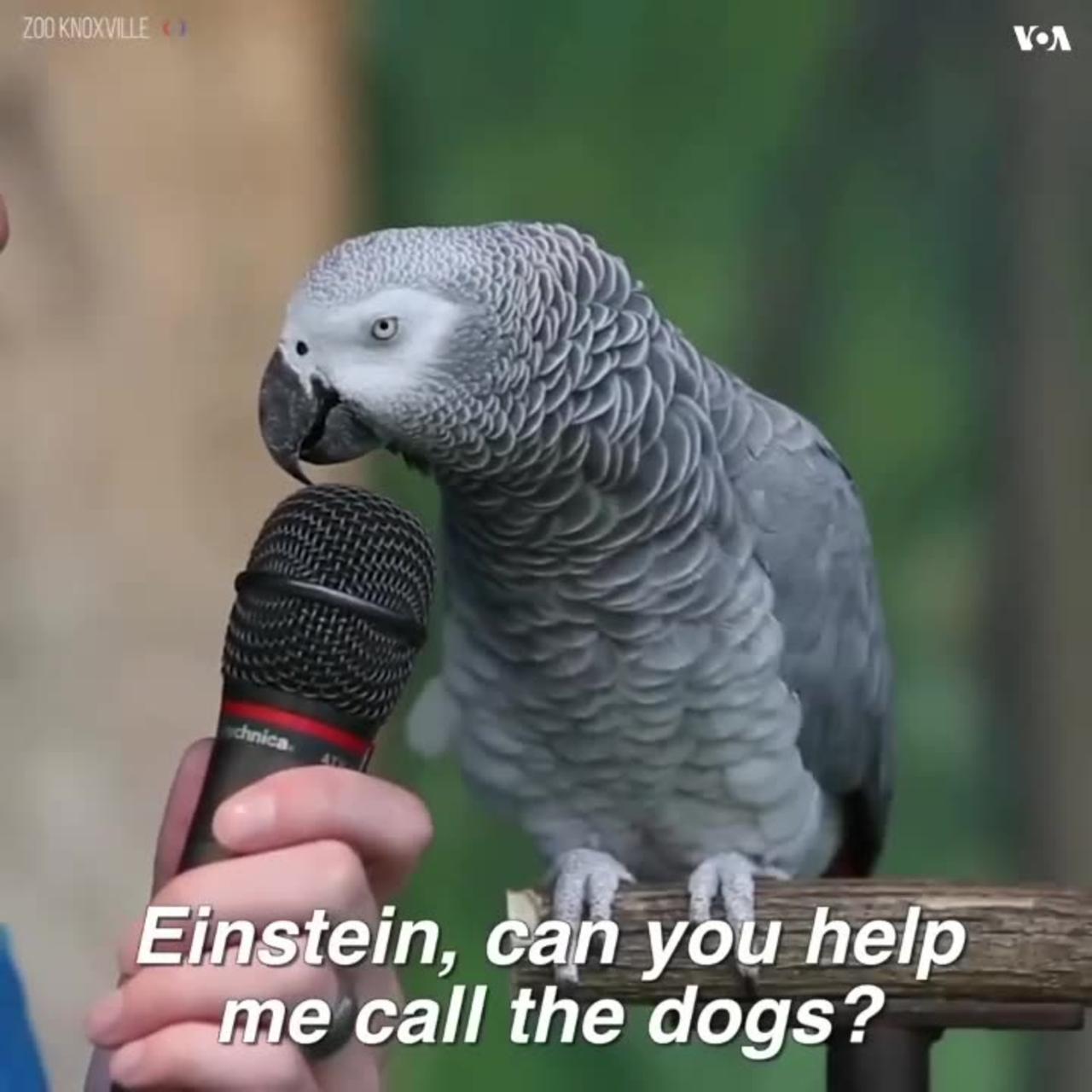 The cute & nice talking parrot 🦜