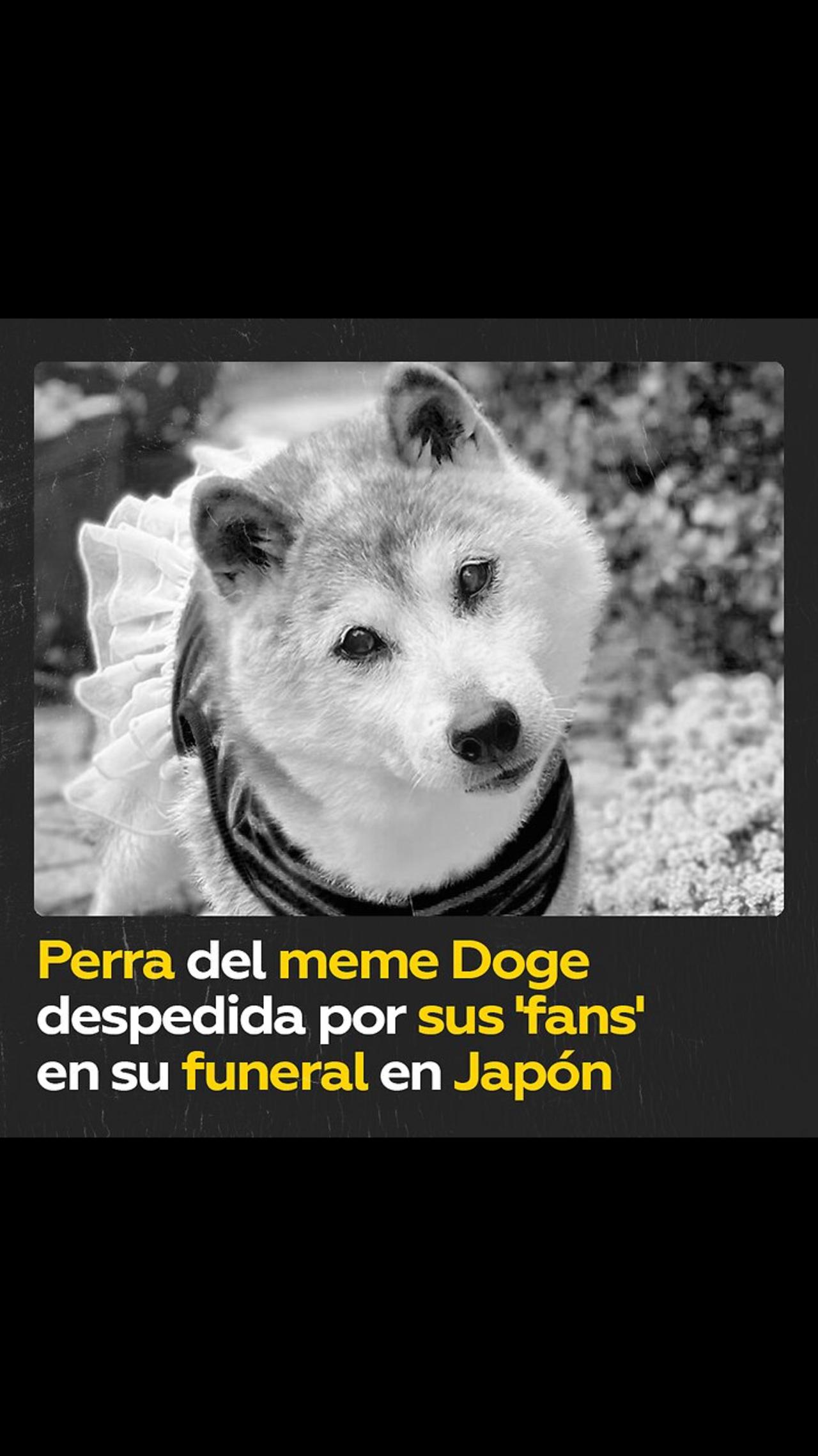 Muere a los 18 años la perra conocida como Doge de los memes