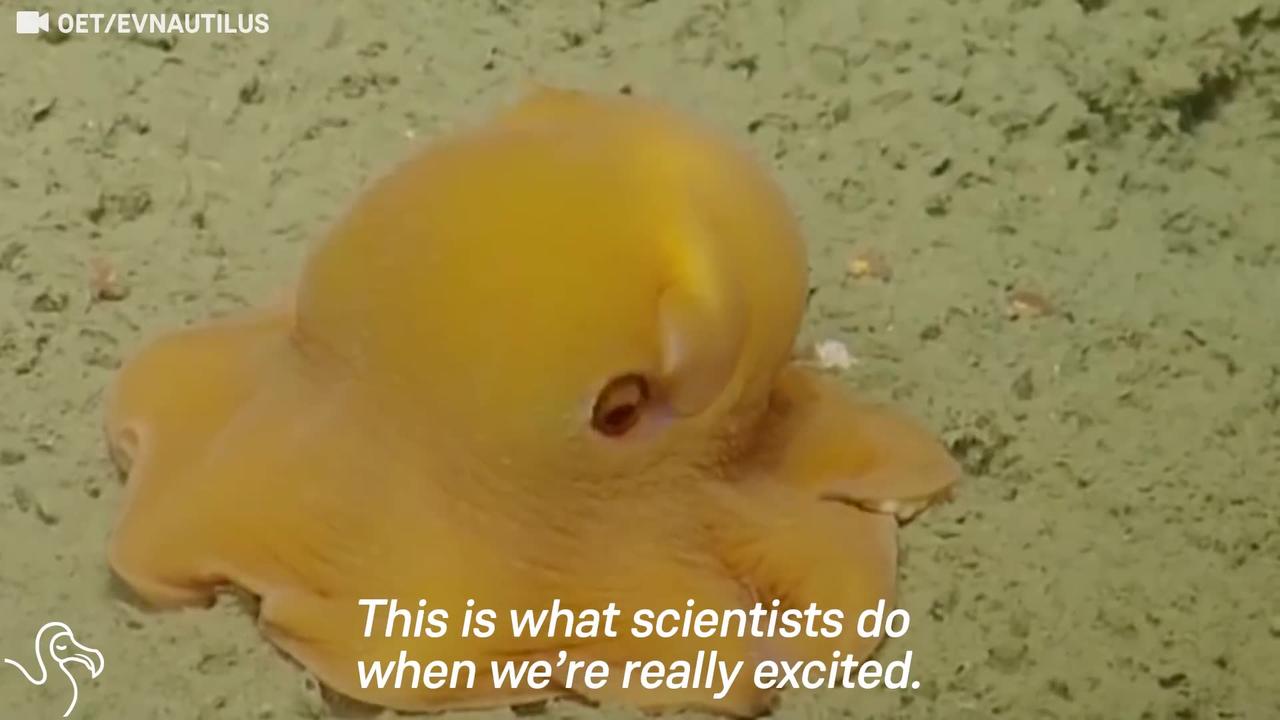 Shy Little Octopus Has Scientist Flipping Out | The Dodo