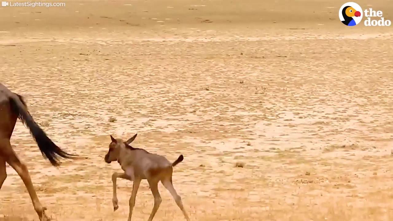 Lost Baby Wildebeest Thinks Car Is His Mom | The Dodo