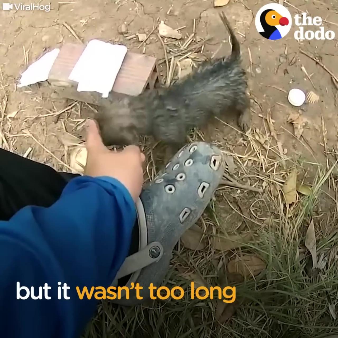 Man Gives Drowning Puppy CPR | The Dodo