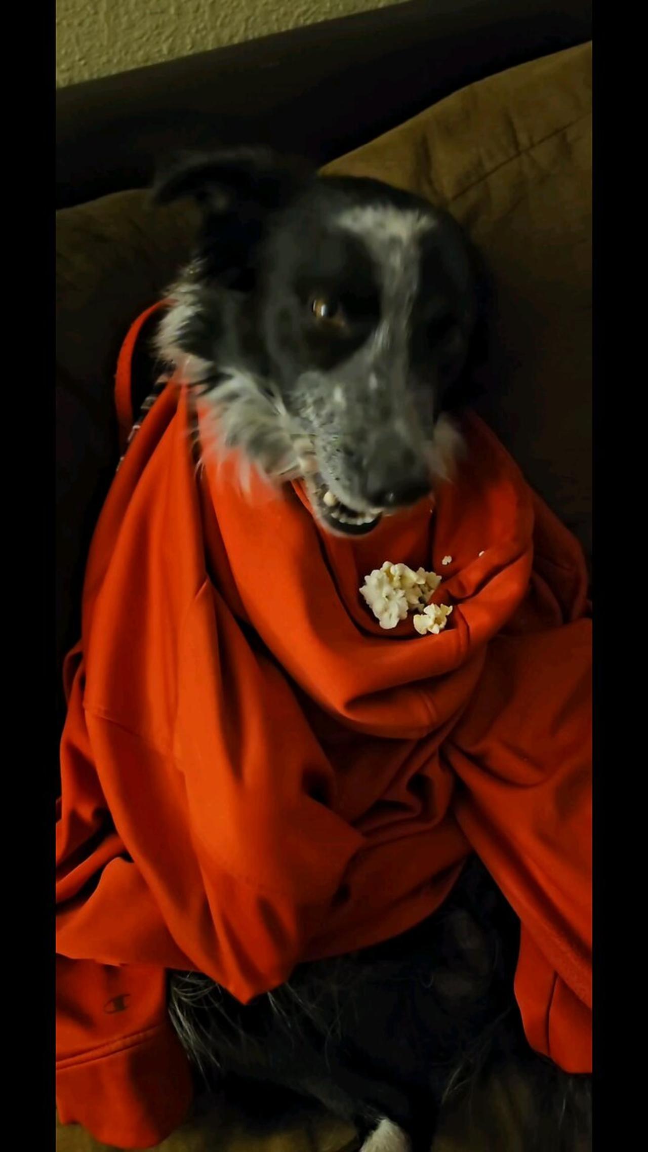Silly Dog Hoodie Eating Hack