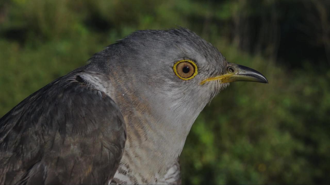 The Cuckoo: Close Up HD Footage (Cuculus canorus)