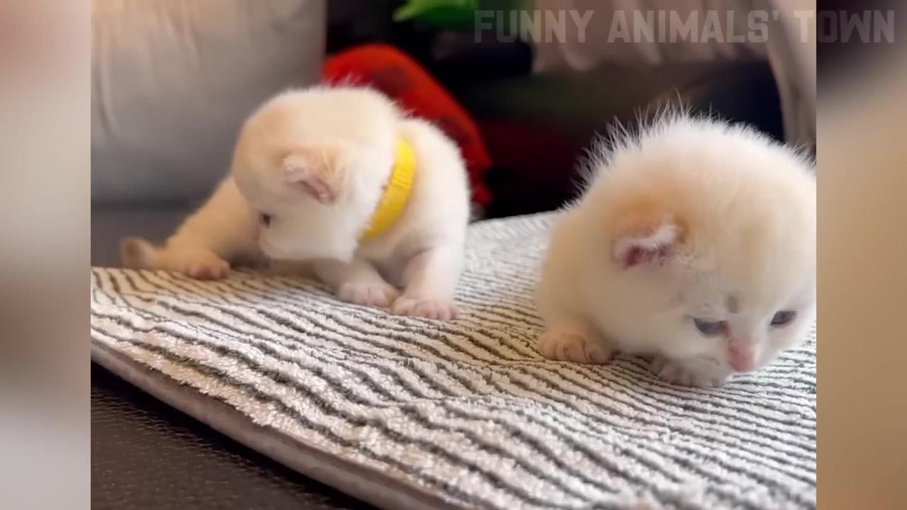 Funny Moments of cats and Dogs 😂🐕😂