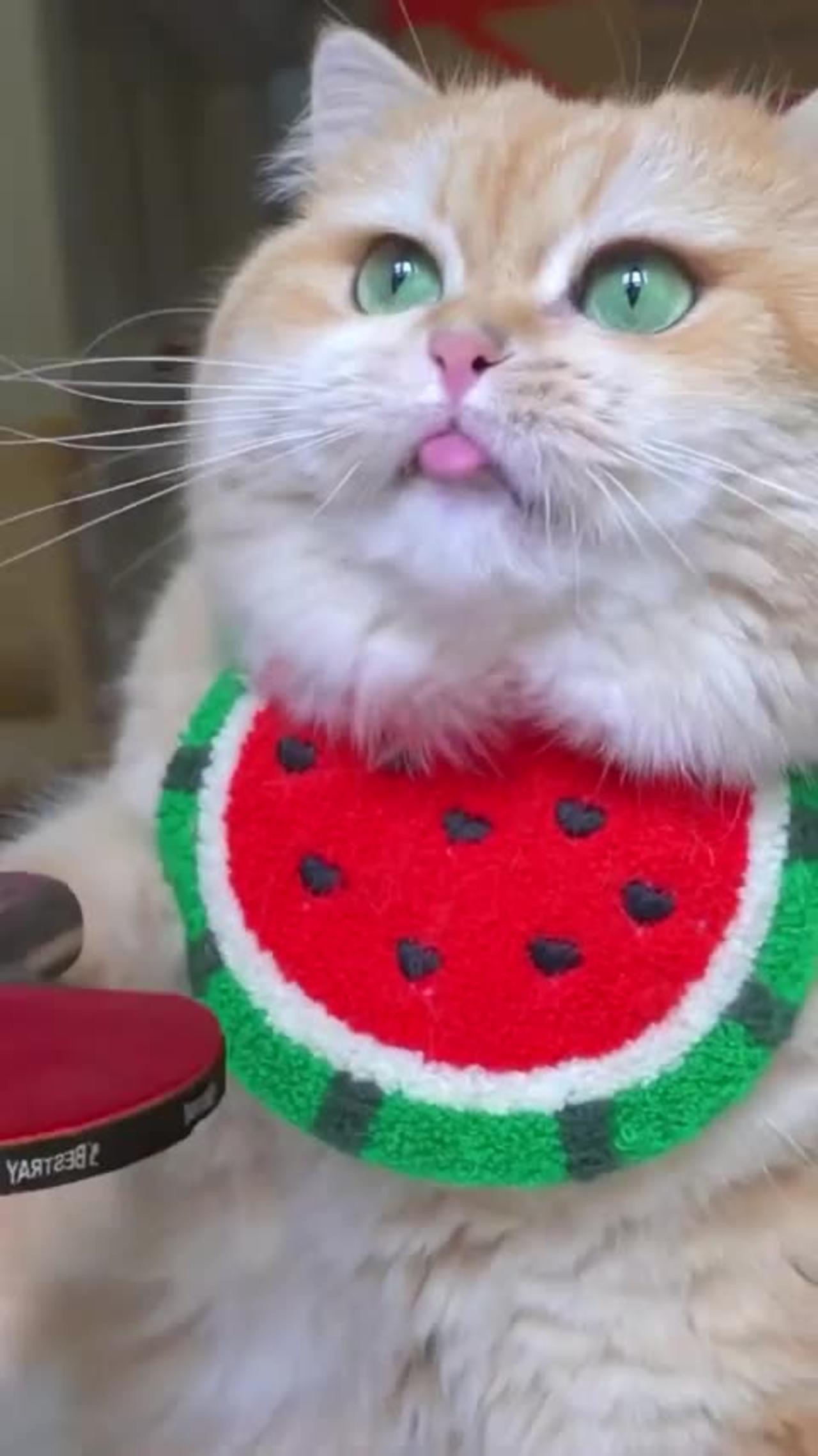 Funny cat #shortvideo #animals  #viral #cat #reaction #shortsfeed #cutebaby #viralvideo