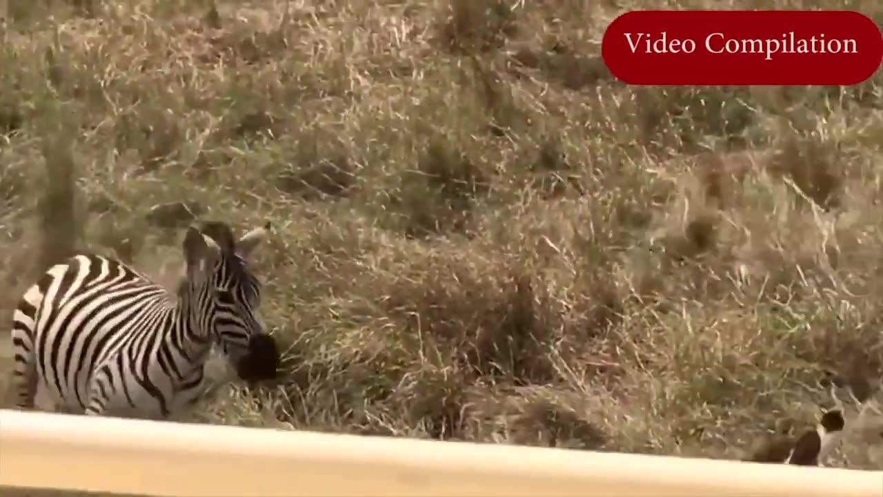 Hyena vs Zebra Fight - Top 10 Craziest Animal - One News Page VIDEO
