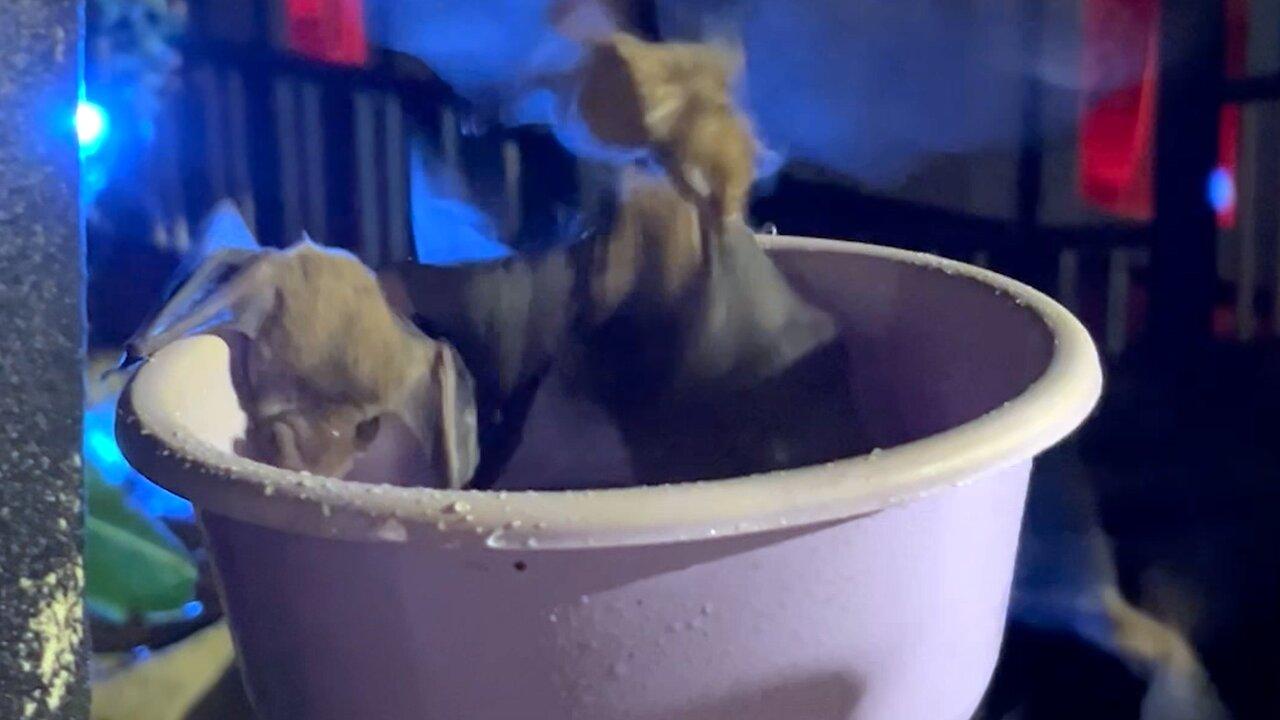 Fruit bats in Roatan swam a feeding bowl to get sugar water