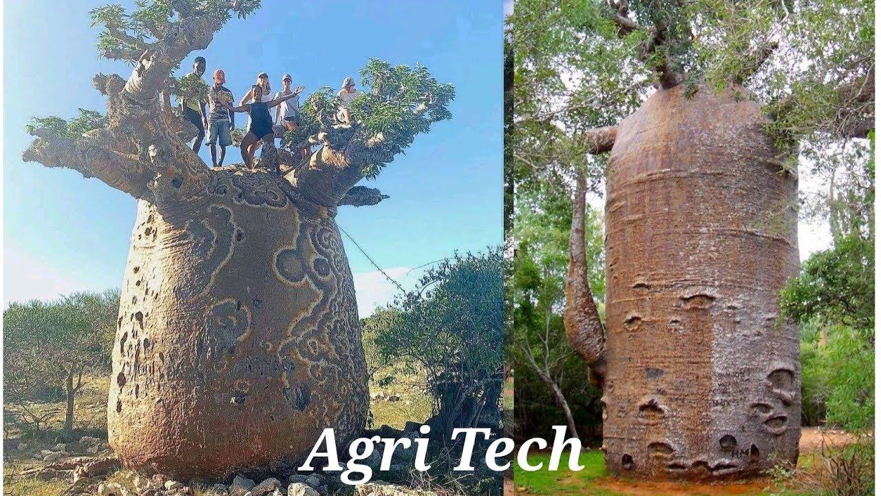 How to Grow a Baobab Tree - God's Tree - The mother of the forest