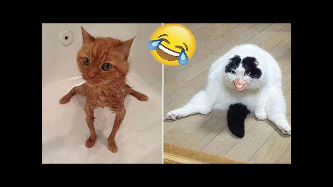 Funny animal videos  -  Funny cats_dogs -  Funny animals  Haypyy Pett