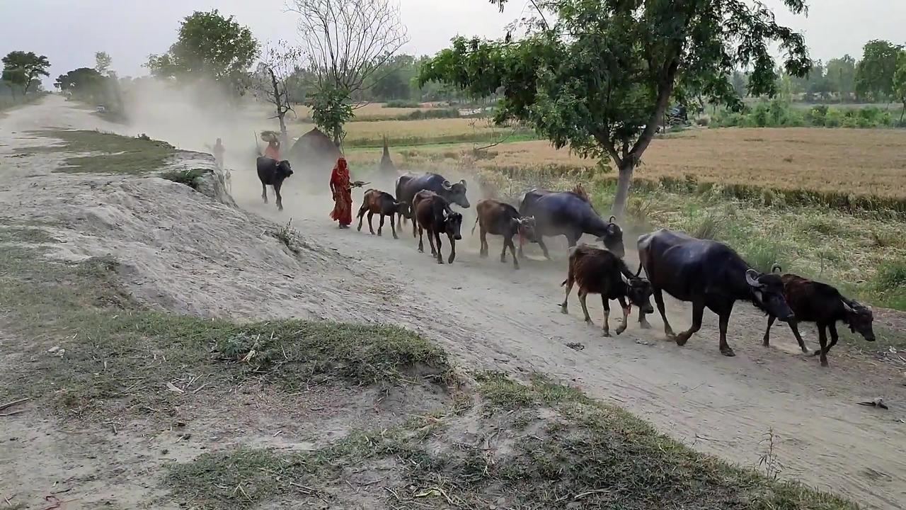 Daily Routine In India Uttar Pradesh Village Life || Real Life India Rural || Natural Life Style