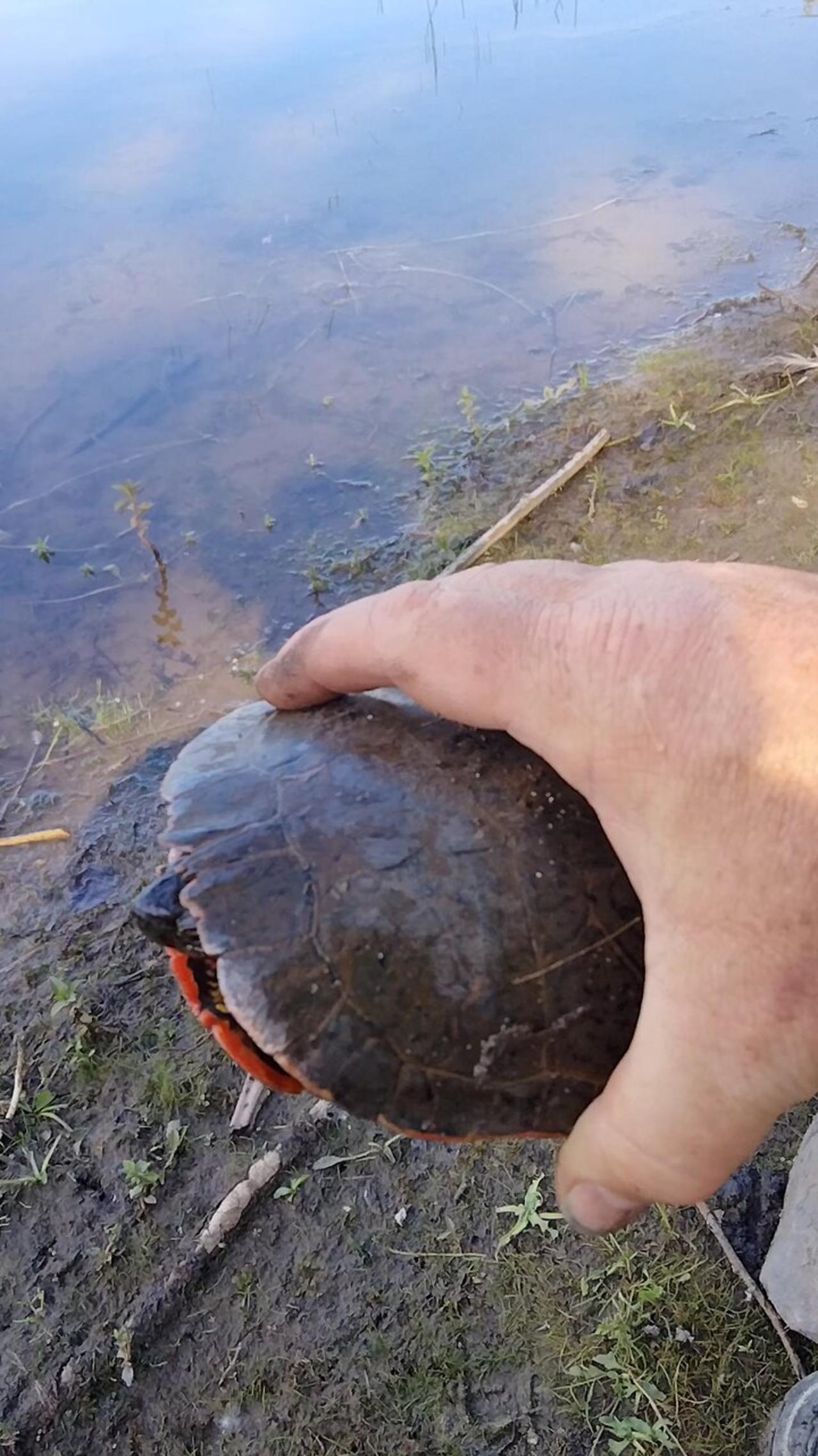 Red bellied cooter 🐢