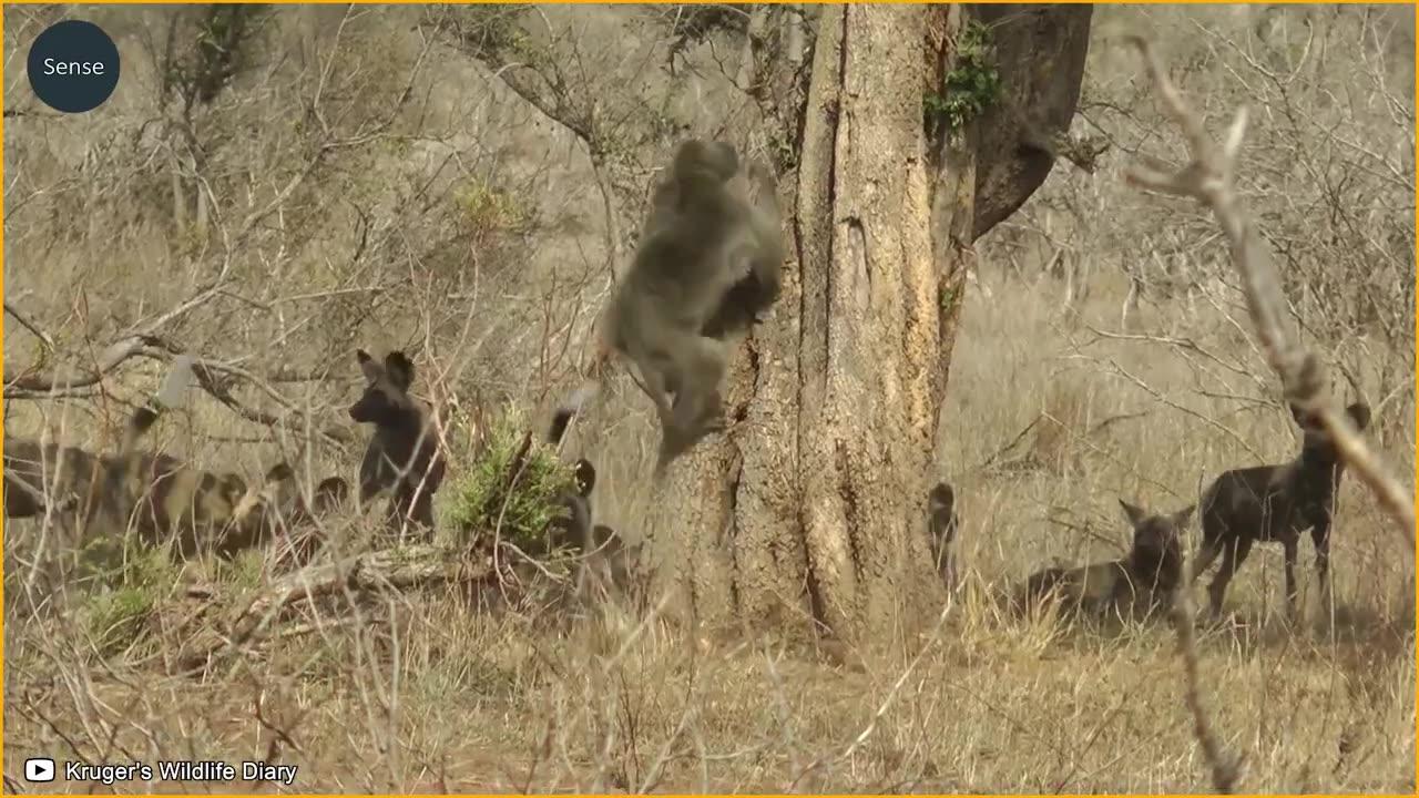 Leopards Show Their Power in Fights with 100 Baboons and a Surprise Ending