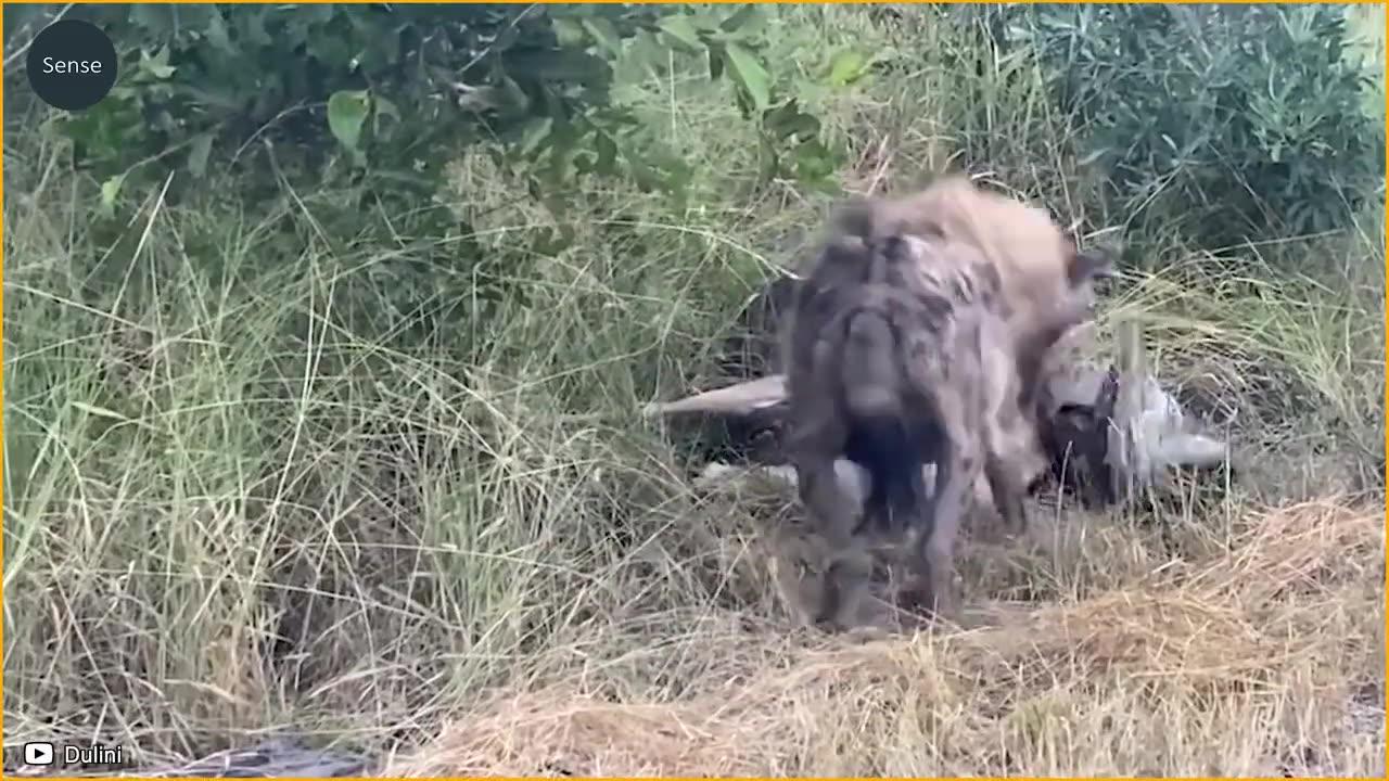 20 Times Stupid Hyenas Messed With The Wrong Animals And What Happens Next_