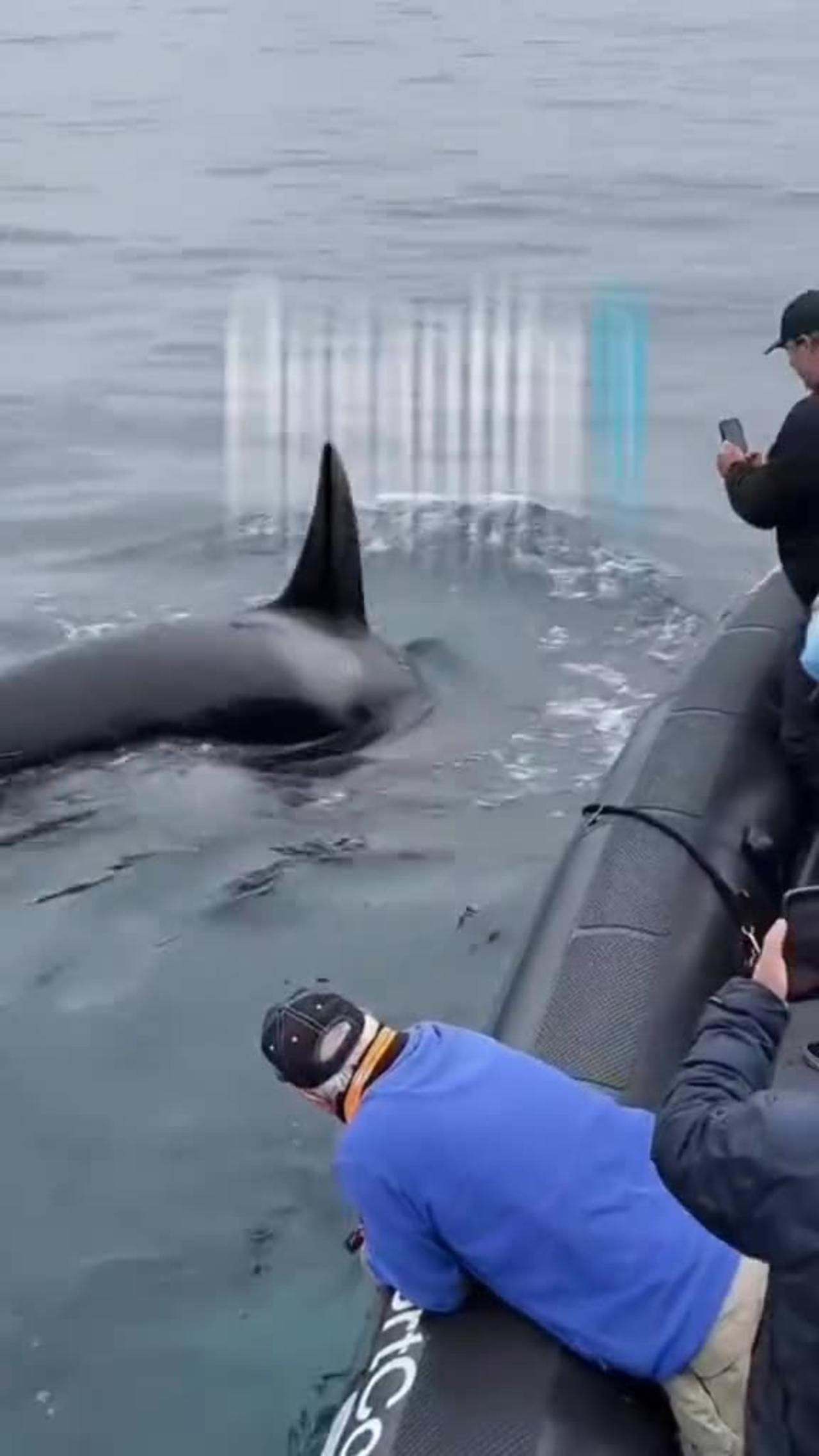 A year prior to Frosty's first sighting, another white killer whale was spotted in B.C.
