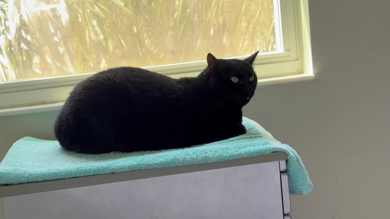 Adopting a Cat from a Shelter Vlog - Cute Precious Piper Looks So Decorative in Her Spa