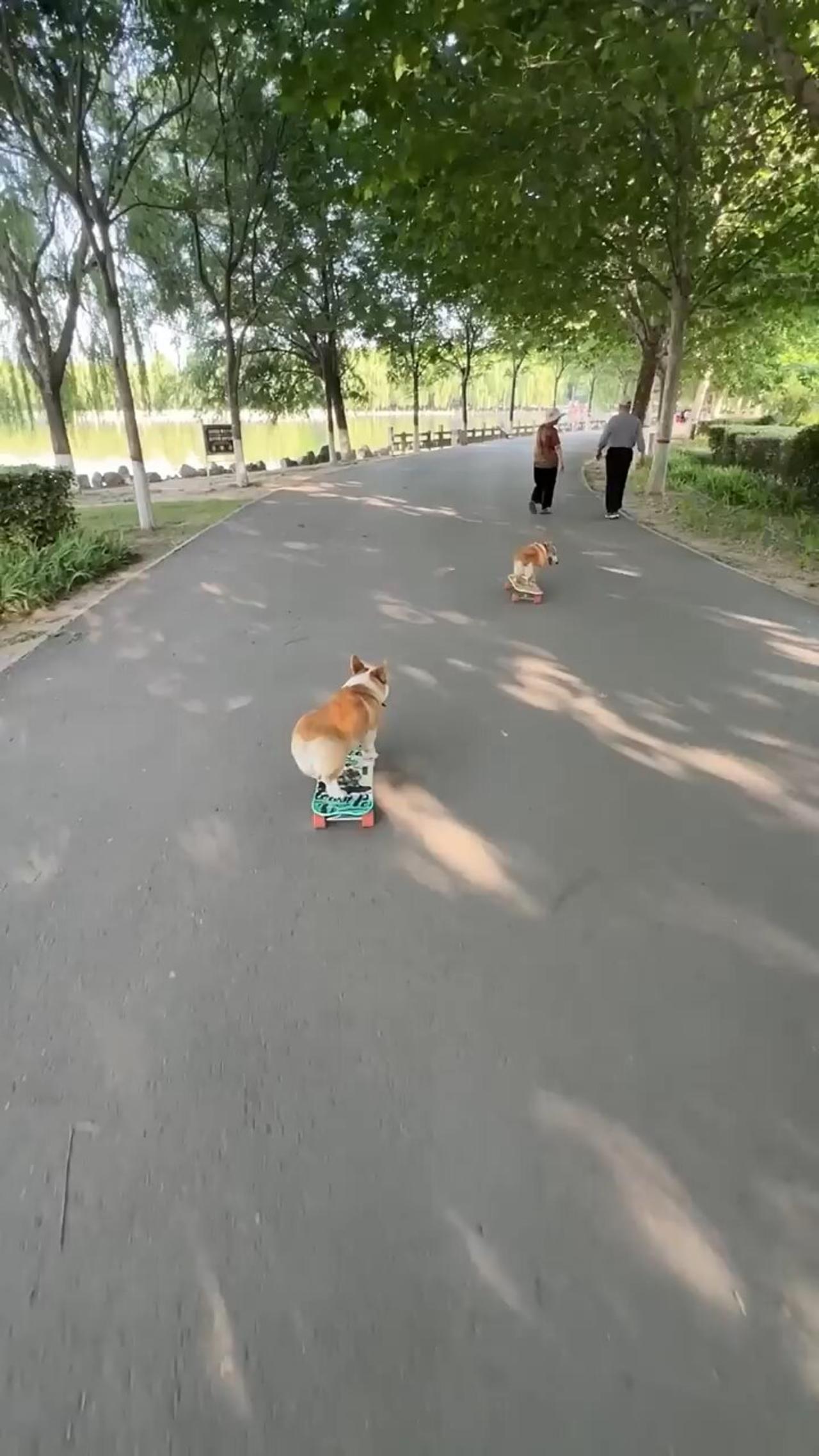 dog skating funny comedy 😂😄😂 videos