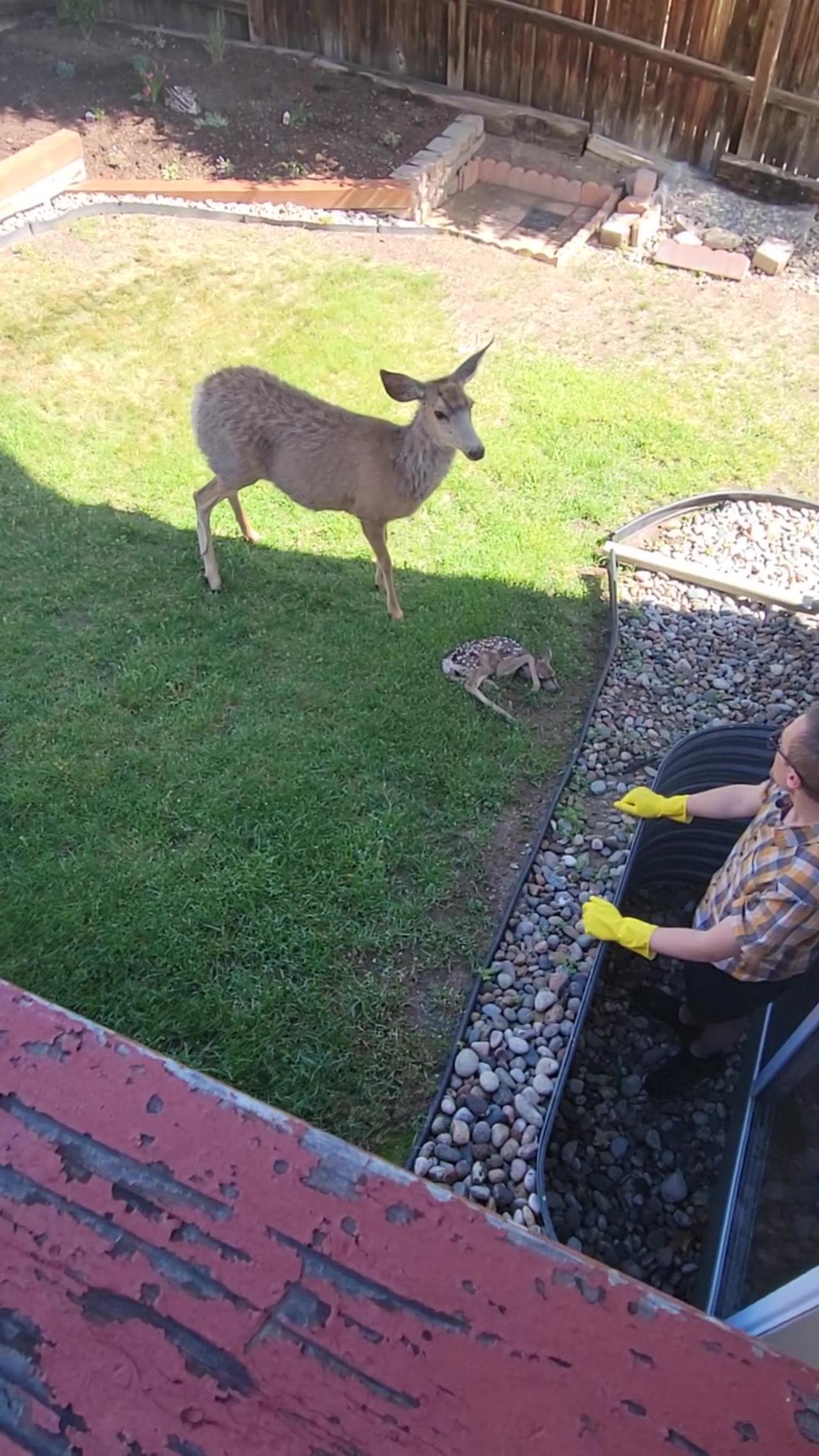 Man Rescues Fawn From Window Well