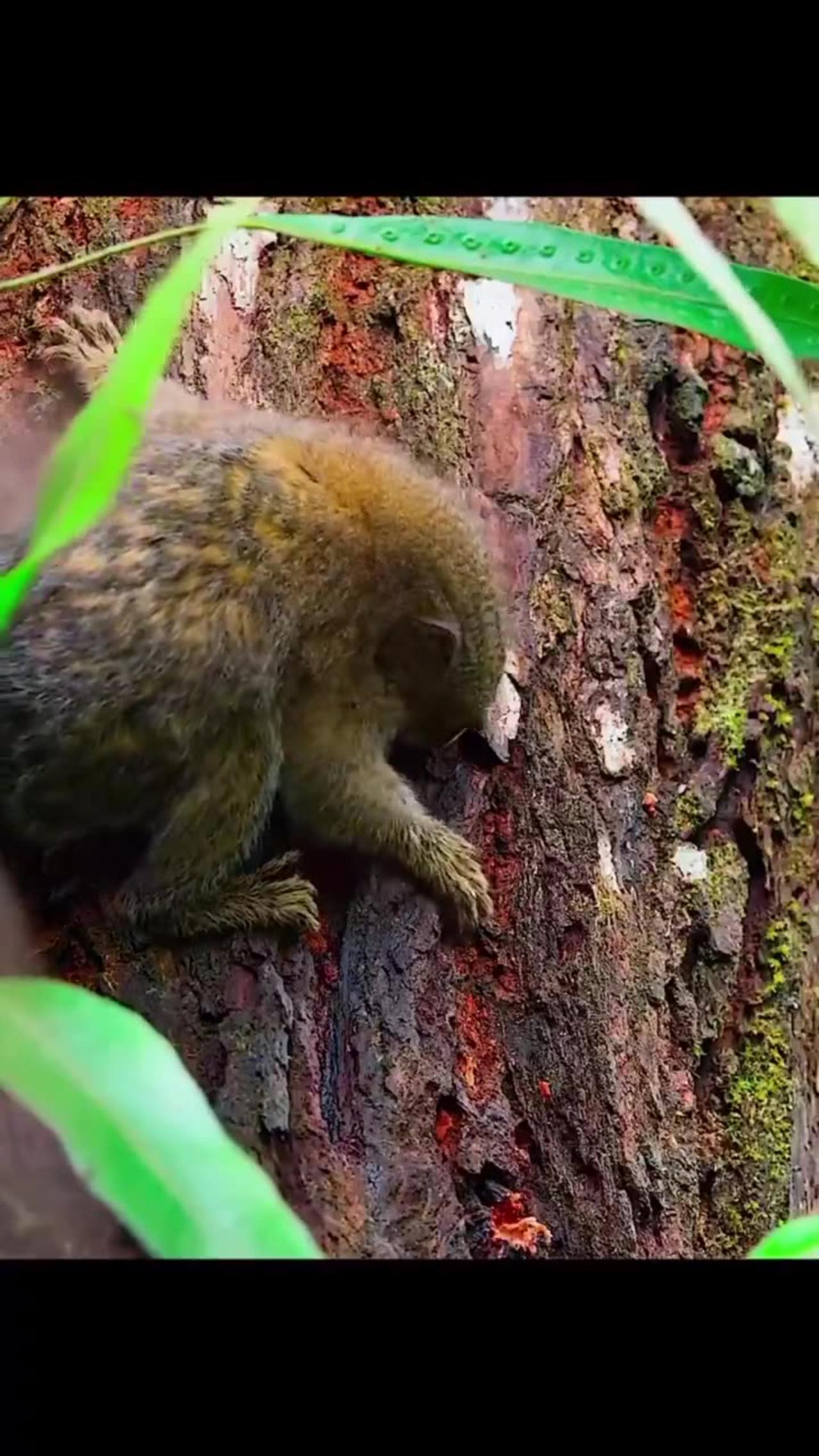 Pygmy Marmosets Are Highly Social Animals And - One News Page VIDEO