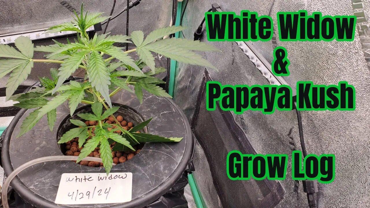 Grow Log: White Widow & Papaya Kush - First 2 Weeks