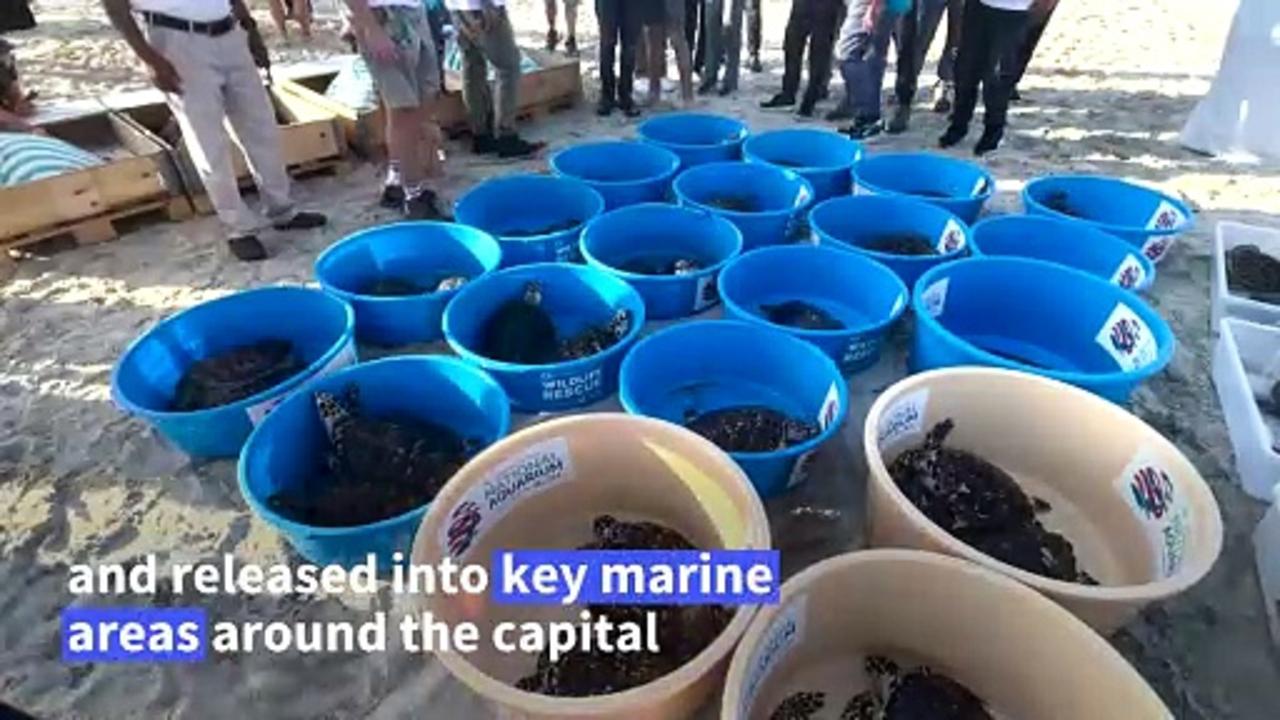50 rehabilitated sea turtles released in Abu Dhabi