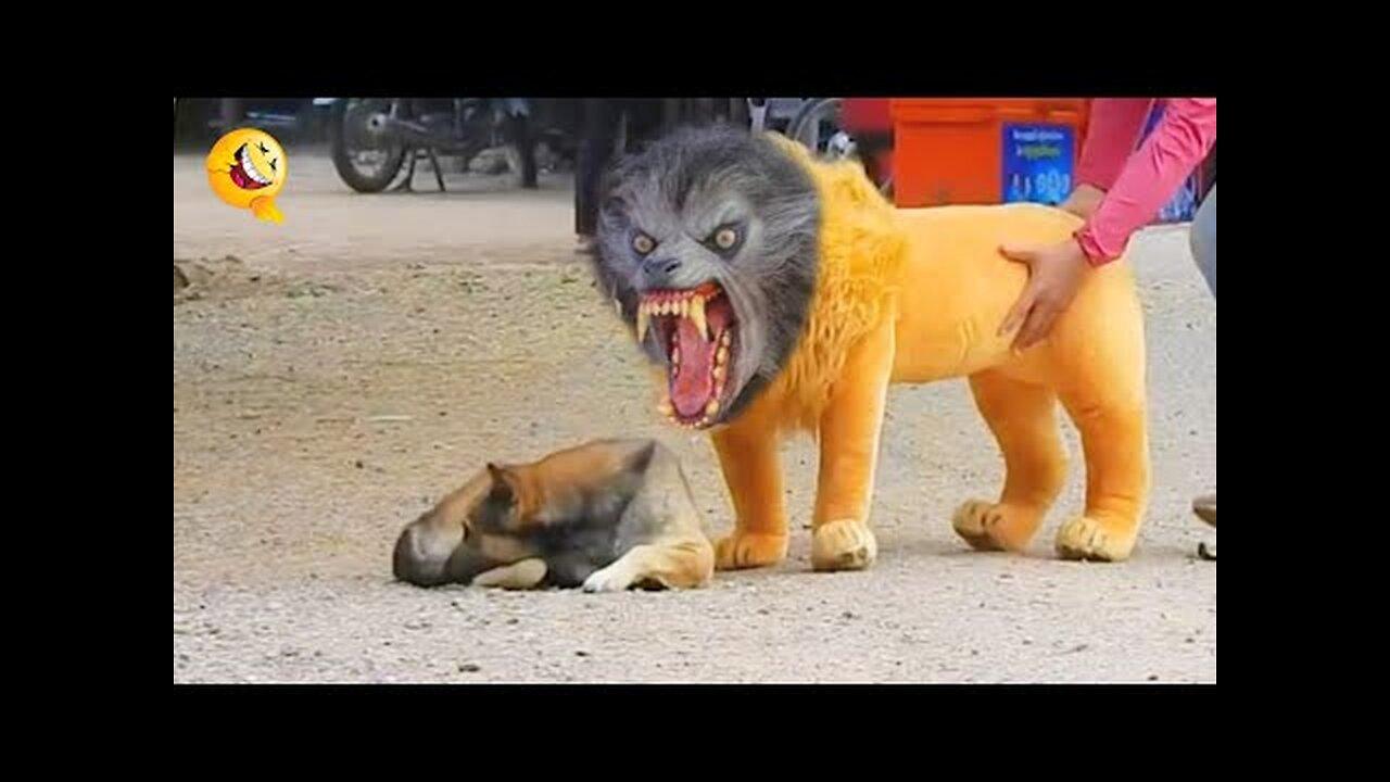 Fake Lion And Fake Tiger Pranks On Dogs Funny Reactions