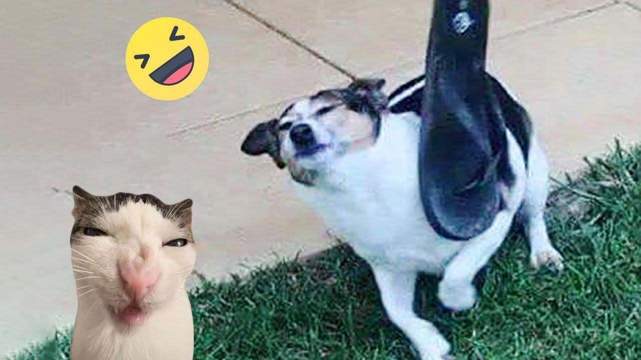 New Funny Animals 😂 Funniest Cats and Dogs Videos 😺🐶 Part 97