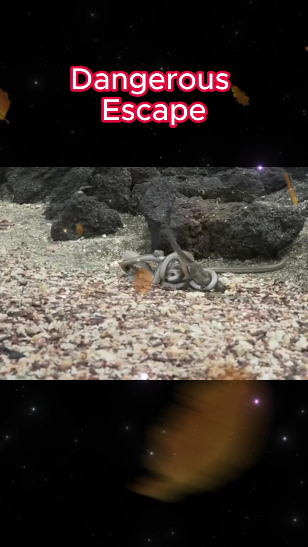 Dangerous Escape