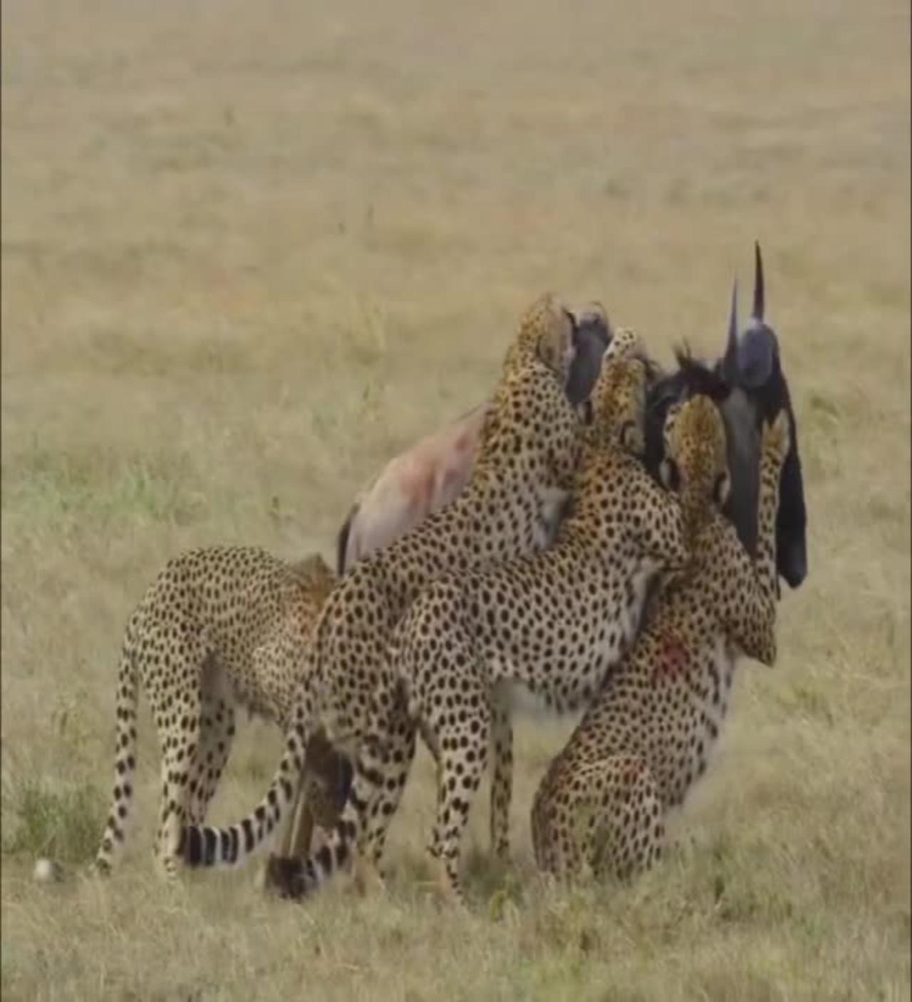 Cheetah Team attack on wildbeast
