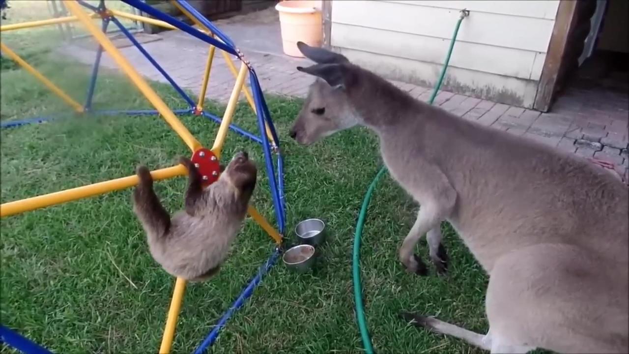 "Funny Animals: Sloth and Kangaroo Playing | Hilarious Video Compilation"