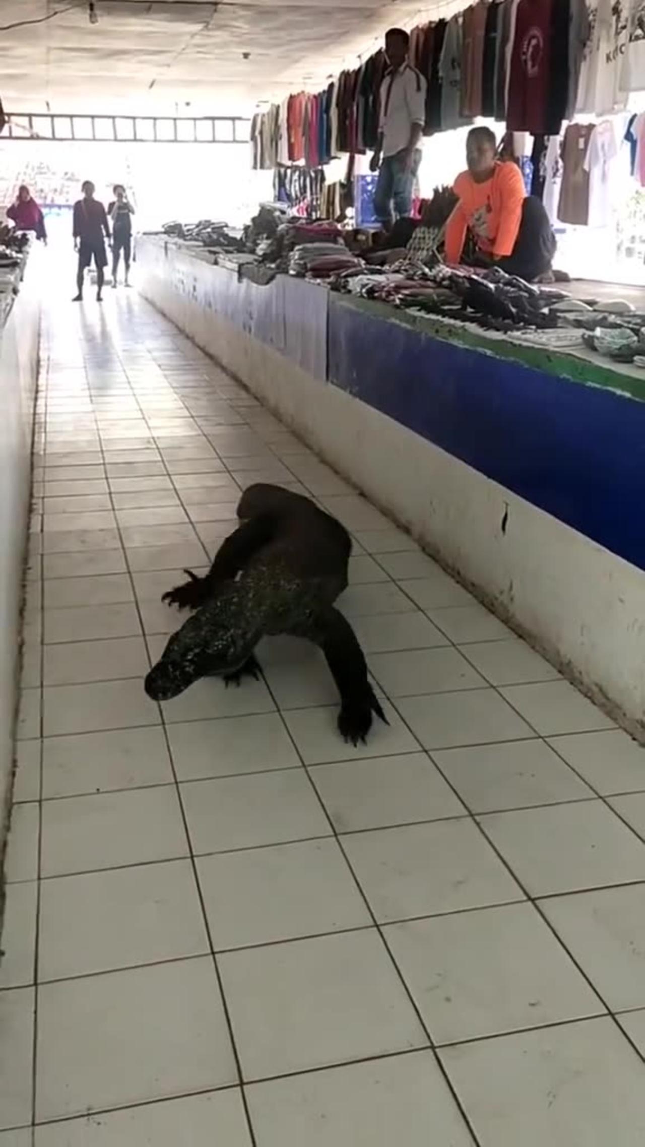 Komodo Dragon decides to go shopping