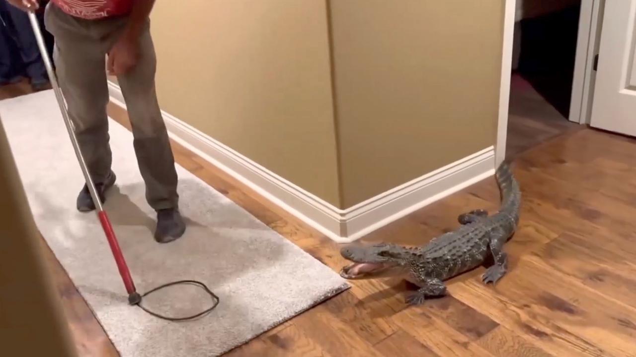 This Couple Was Shocked When This Broke into Their Home Using Their Doggy Door!