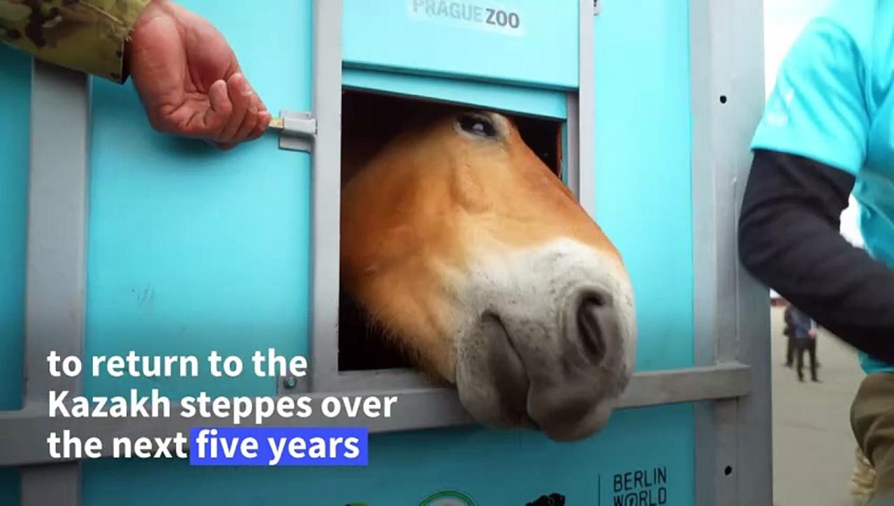 Home at last: Wild horse species returns to the Kazakh steppes
