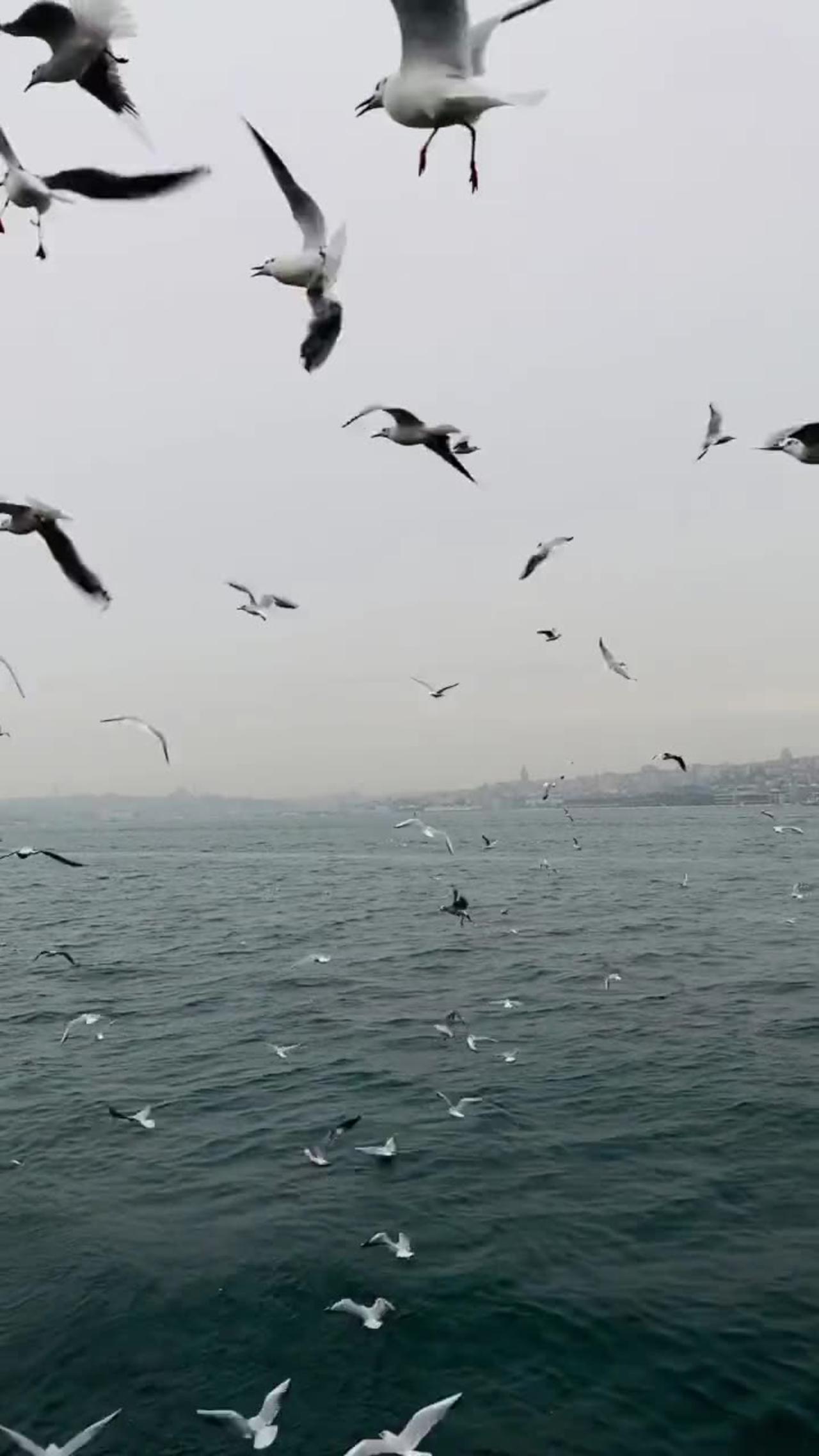 ocean birds