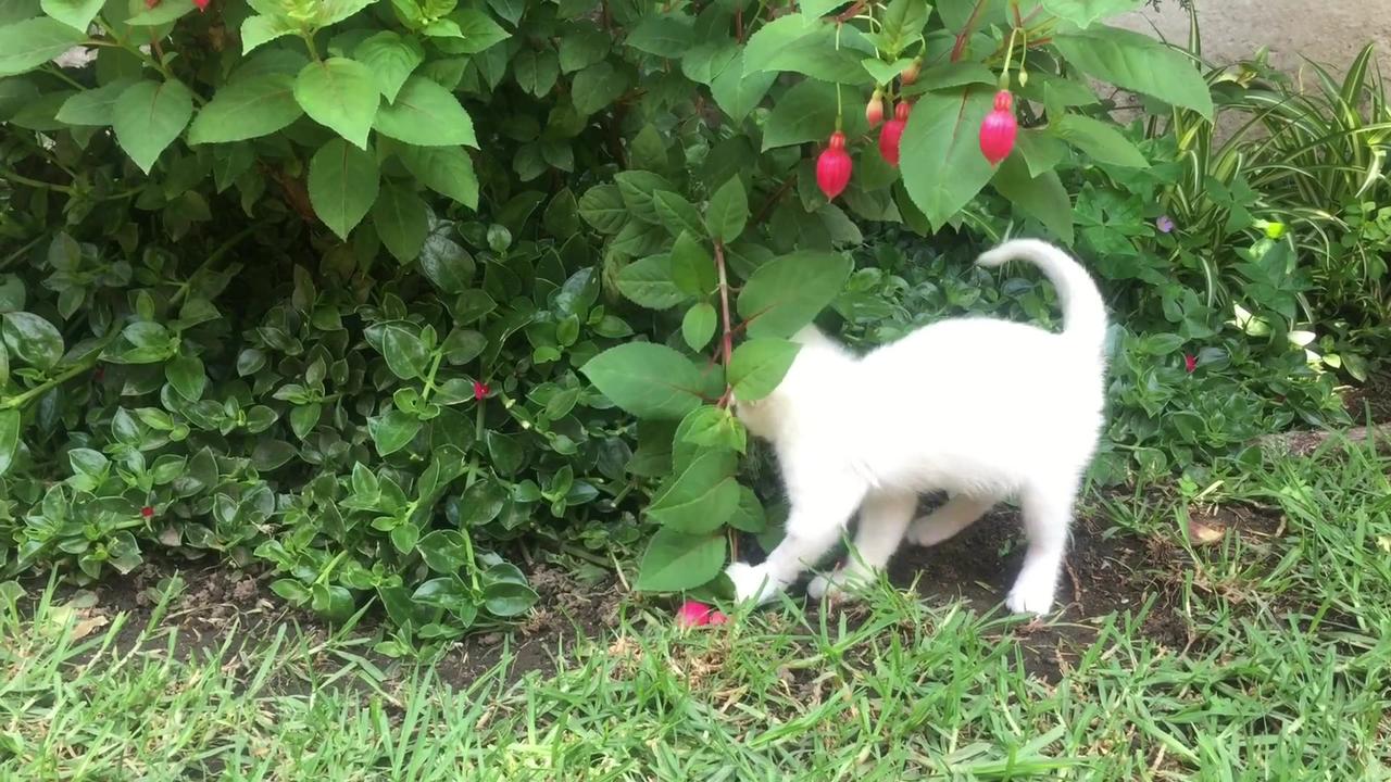 The Cat Plays with Flowers