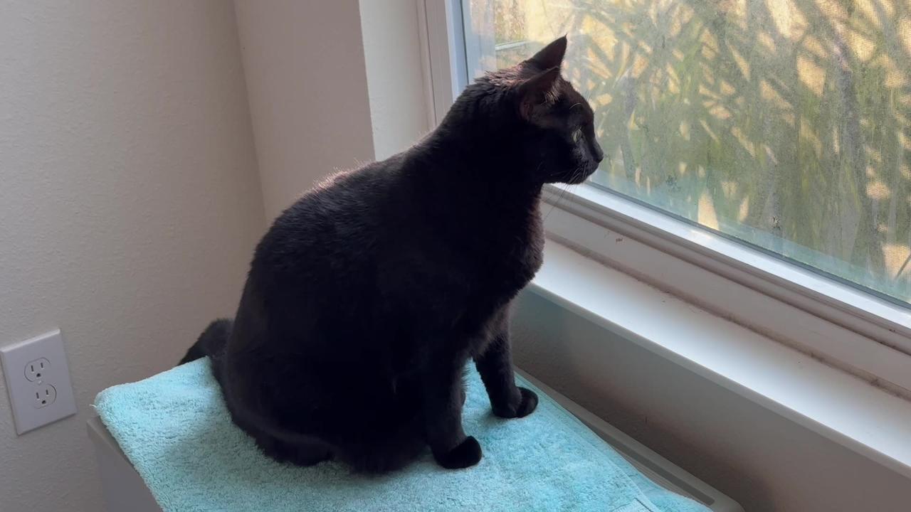 Adopting a Cat from a Shelter Vlog - Cute Precious Piper is Excited to Be in Her Spa