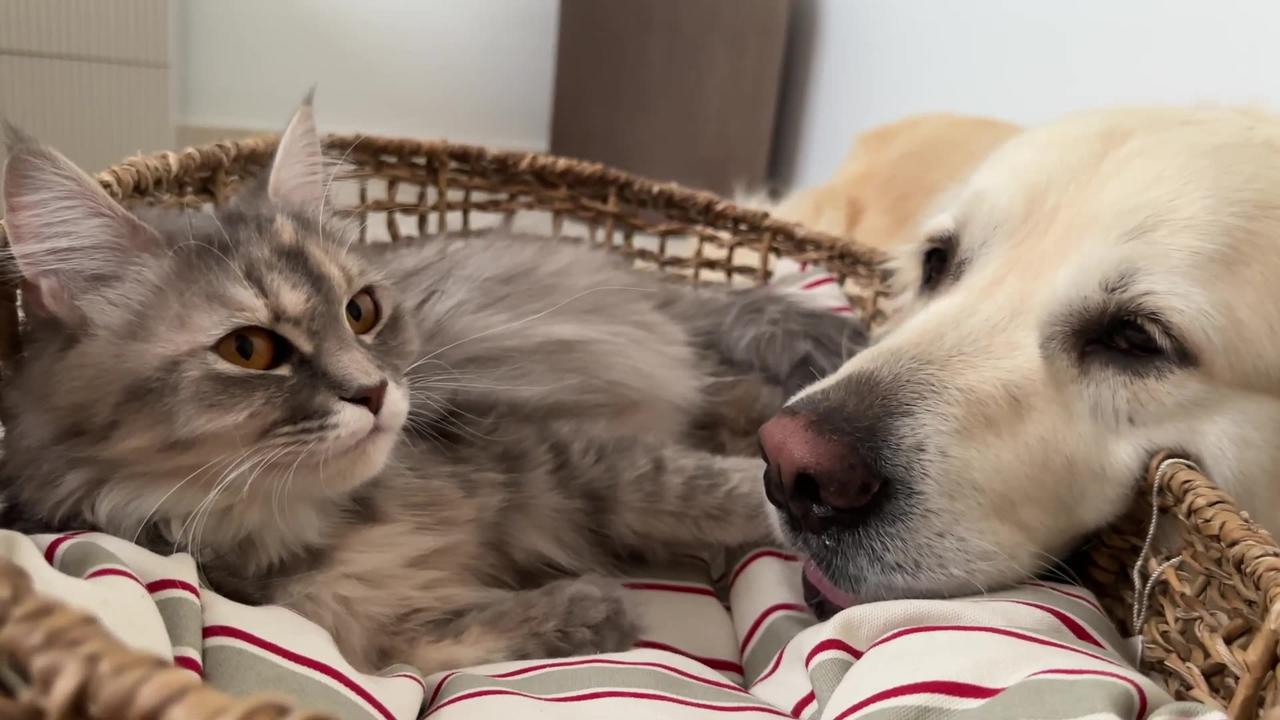 Golden Retriever is Expecting the birth of Baby Kittens from a Pregnant Cat